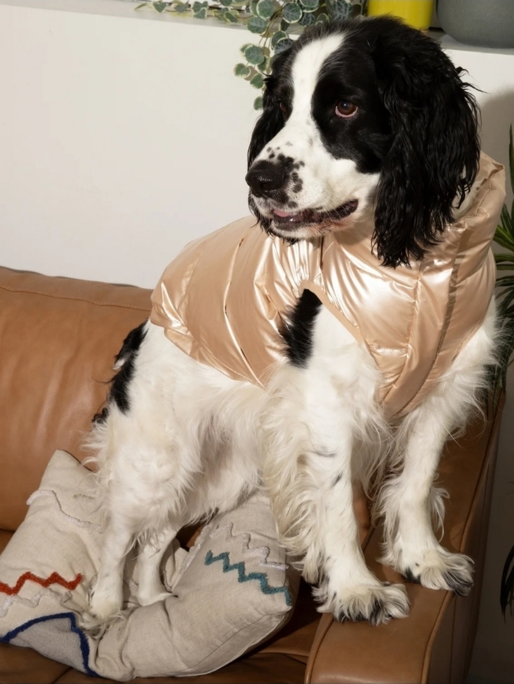 Puffer Dog Coat in Shimmery Light Gold.   10